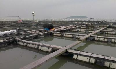 权威试验丨中国海洋大学就胆汁酸提高大黄鱼生长性能、降低饵料系数的试验结果