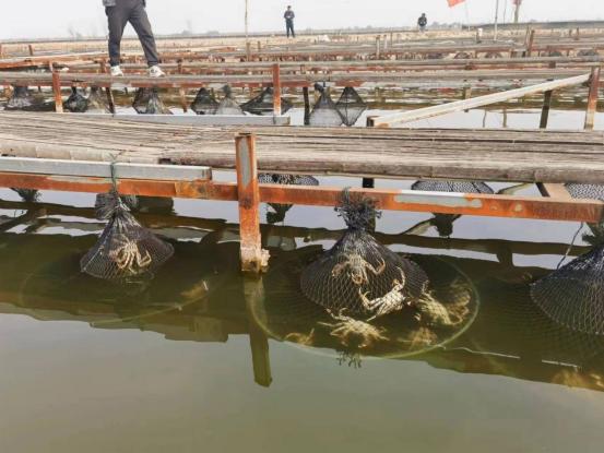 陕西大荔 南蟹北养 黄河湿地特色养殖富农家