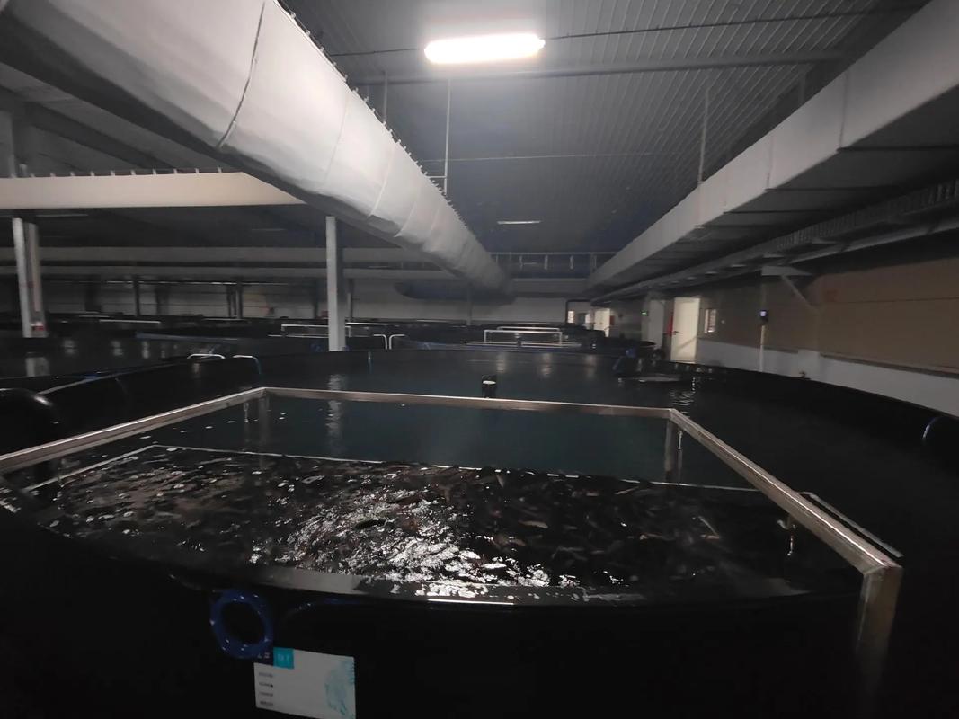 走访老客户,全球最大单体鳗鱼工厂化养殖基地,福建汇泽渔业,使
