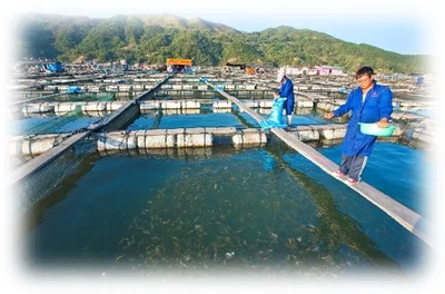 我国饲料加工技术经历历程和变化