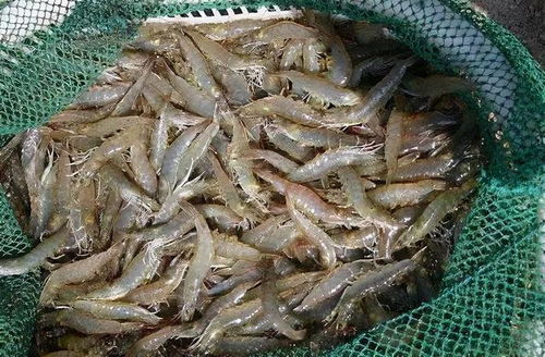 对虾肠道疾病多发,出现红肠 断肠等应该如何处理
