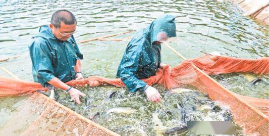 新春走基层丨双柏 大山里养出高端水产品