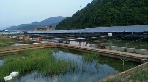 550亩水产养殖基地,齐恒在线老板用实力与信誉证明自己