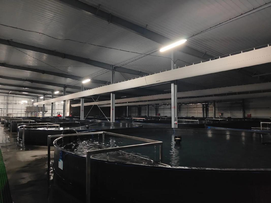 走访老客户,全球最大单体鳗鱼工厂化养殖基地,福建汇泽渔业,使