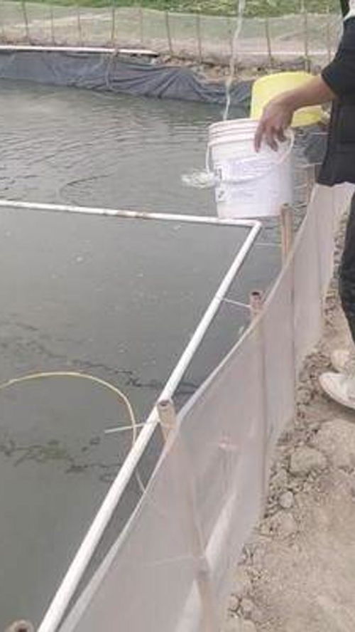 每天的工作就是 一到时间就喂鱼 水产养殖 黄骨鱼养殖