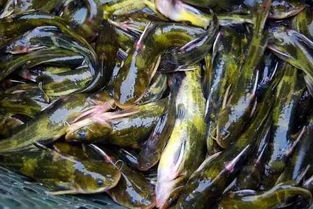 活鱼去哪儿了 生物医学博士告诉你水产品背后的真相
