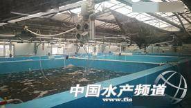 智慧渔业 打破落后困境，引领水产品养殖新变革