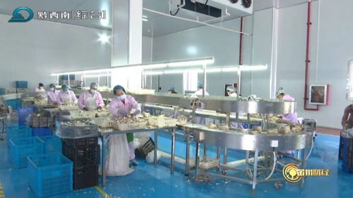 安龙工厂化立体栽培助推食用菌与水产品养殖产业提质增效