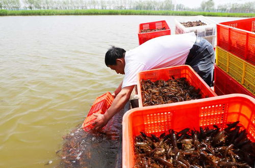 小小鱼虾撬动上亿产业 河南濮阳范县水产品养殖的蝶变之路