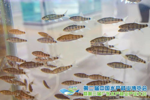 第二届中国水产种业博览会暨第三届广东水产种业产业大会 云逛展，品味水产新机遇