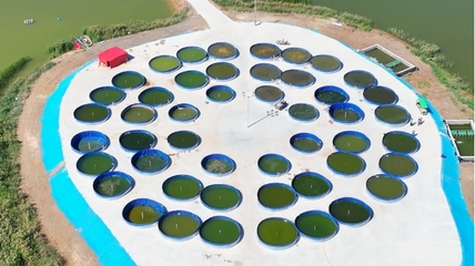 九原区 特色产业映出金秋好“丰”光 水产品销售